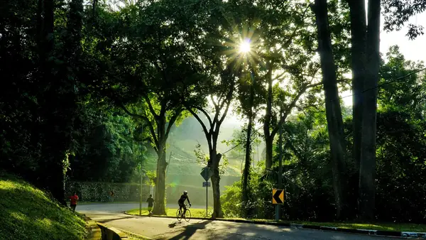 Bucarein Joinville 2026: Bairro Central Arborizado
