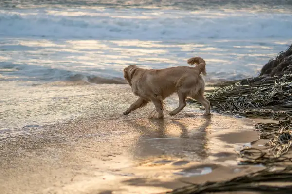 Cidades Pet Friendly em Santa Catarina: As Melhores para Quem Tem Cachorro